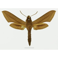 /filer/webapps/moths/media/images/B/balsaminae_Hippotion_AF_Basquin_01a.jpg