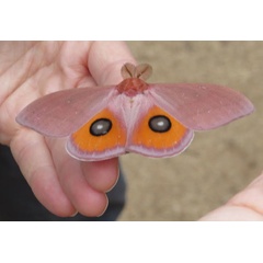 /filer/webapps/moths/media/images/P/pygmaea_Rohaniella_AM_Harvey_01.jpg