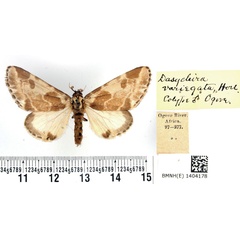 /filer/webapps/moths/media/images/V/variegata_Dasychira_PTM_BMNH.jpg