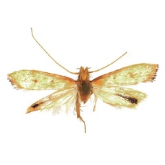 /filer/webapps/moths/media/images/N/nigrizosterus_Corymbus_HT_NHMO.jpg