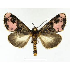 /filer/webapps/moths/media/images/F/florifera_Polytelodes_AM_Basquin_01.jpg