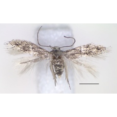 /filer/webapps/moths/media/images/T/trilobata_Urodeta_PT_RMCA.jpg