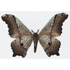 /filer/webapps/moths/media/images/G/gigas_Athletes_AM_Basquinb.jpg