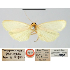/filer/webapps/moths/media/images/F/flavicosta_Phryganopsis_HT_BMNH.jpg