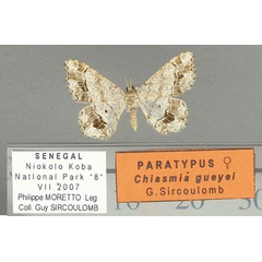 /filer/webapps/moths/media/images/G/gueyei_Chiasmia_PT_TMSA.jpg