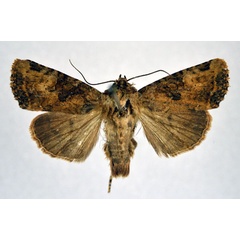 /filer/webapps/moths/media/images/S/sabaea_Feliniopsis_PT_NHMO.jpg