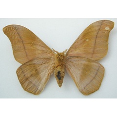 /filer/webapps/moths/media/images/O/occidentalis_Gonimbrasia_HT_NHMUKb.jpg