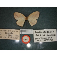 /filer/webapps/moths/media/images/S/serena_Callidrepana_HT_RMCA_02.jpg
