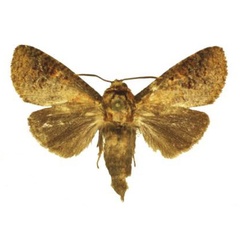 /filer/webapps/moths/media/images/L/landeri_Holcoceroides_HT_ANHRT.jpg