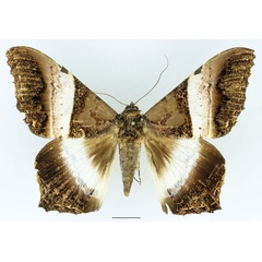 /filer/webapps/moths/media/images/A/albizonata_Uripao_A_Basquin_01.jpg