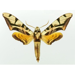 /filer/webapps/moths/media/images/O/occidentalis_Batocnema_AM_Basquin.jpg