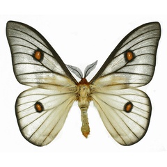 /filer/webapps/moths/media/images/A/apollina_Ceranchia_AM_Basquin.jpg