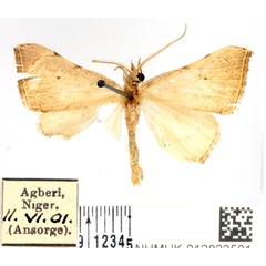 /filer/webapps/moths/media/images/A/albescens_Marcipalina_AM_BMNH_02.jpg