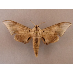 /filer/webapps/moths/media/images/A/affinis_Polyptychus_A_Baron_01.jpg