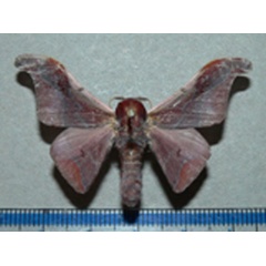 /filer/webapps/moths/media/images/A/angulata_Holocerina_A_Goff.jpg