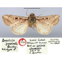 /filer/webapps/moths/media/images/Q/quadrata_Busseola_HT_BMNH.jpg