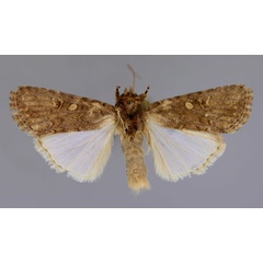 /filer/webapps/moths/media/images/C/cilium_Spodoptera_A_RMCA_01.jpg