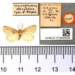 /filer/webapps/moths/media/images/A/albescens_Macroplectra_ST_BMNH.jpg