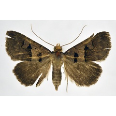 /filer/webapps/moths/media/images/M/microphaea_Anoba_AF_NHMO.jpg