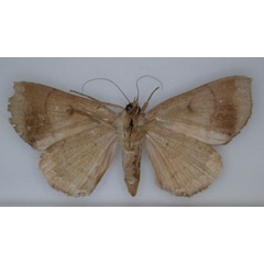 /filer/webapps/moths/media/images/B/basalis_Achaea_HT_RMCA_02.jpg