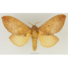 /filer/webapps/moths/media/images/R/rufescens_Gastroplakaeis_AF_Basquin_01.jpg