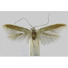 /filer/webapps/moths/media/images/S/silvestris_Coleophora_HT_RMCA.jpg
