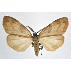 /filer/webapps/moths/media/images/N/nebulosa_Agaltara_AM_NHMO.jpg