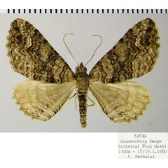 /filer/webapps/moths/media/images/S/subspissata_Polystroma_AF_ZSM.jpg