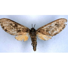 /filer/webapps/moths/media/images/F/ferrigera_Hippurarctia_HT_BMNH_01.jpg