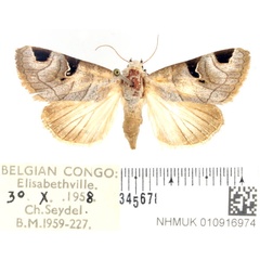 /filer/webapps/moths/media/images/C/cornuta_Brevipecten_AF_BMNH.jpg