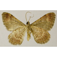 /filer/webapps/moths/media/images/U/undulosata_Mimoclystia_AM_ZSMb.jpg
