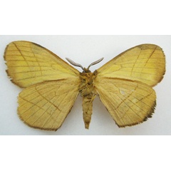 /filer/webapps/moths/media/images/R/rosacea_Jana_HT_BMNHb.jpg