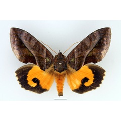 /filer/webapps/moths/media/images/I/imperator_Eudocima_AM_Basquin_02.jpg