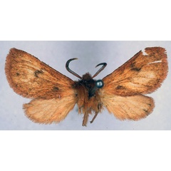 /filer/webapps/moths/media/images/R/rhodites_Metarctia_HT_BMNH_01.jpg