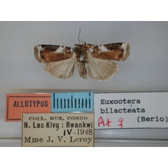 /filer/webapps/moths/media/images/B/bilacteata_Euxootera_AT_RMCA.jpg