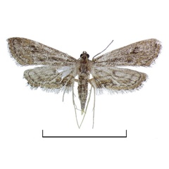 /filer/webapps/moths/media/images/D/diminutalis_Parapoynx_AF_BMNH.jpg