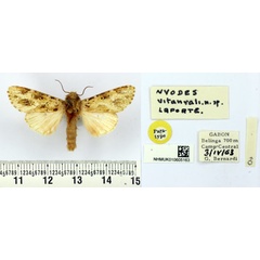 /filer/webapps/moths/media/images/V/vitanvali_Nyodes_PT_BMNH.jpg