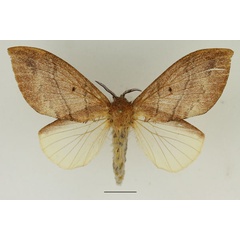 /filer/webapps/moths/media/images/S/sapelensis_Leptometa_AF_Basquin_01.jpg