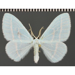/filer/webapps/moths/media/images/U/ugandana_Trimetopia_PTM_ZSM.jpg