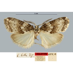 /filer/webapps/moths/media/images/B/bella_Viettesia_HT_MNHN.jpg