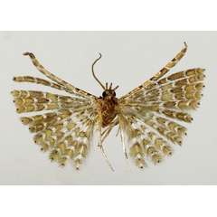 /filer/webapps/moths/media/images/N/nyasa_Alucita_HT_BMNH.jpg