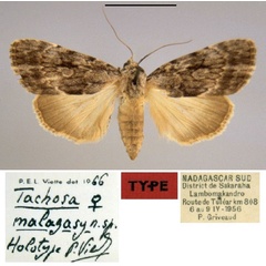 /filer/webapps/moths/media/images/M/malagasy_Tachosa_HT_MNHN.jpg
