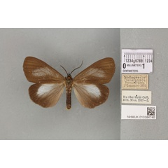 /filer/webapps/moths/media/images/I/infumata_Nyctemera_ST_BMNH_02a.jpg