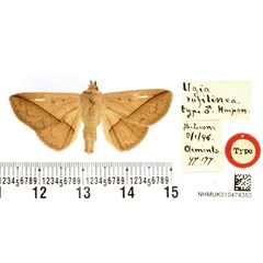 /filer/webapps/moths/media/images/R/rufilinea_Ugia_HT_BMNH.jpg