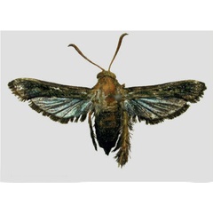 /filer/webapps/moths/media/images/C/caerulea_Afromelittia_HT_TMSA.jpg
