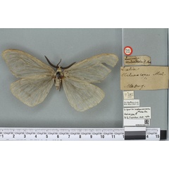 /filer/webapps/moths/media/images/M/melanocera_Liparis_HT_BMNHa.jpg