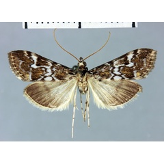 /filer/webapps/moths/media/images/S/scoparialis_Mecyna_HT_MNHN.jpg