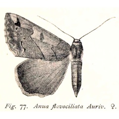 /filer/webapps/moths/media/images/F/flavociliata_Anua_HT_Aurivillius_1925_77.jpg