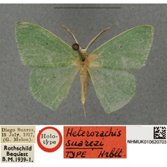 /filer/webapps/moths/media/images/S/suarezi_Heterorachis_HT_BMNHa.jpg