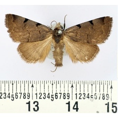 /filer/webapps/moths/media/images/N/nyctichroa_Authadistis_AM_BMNH.jpg